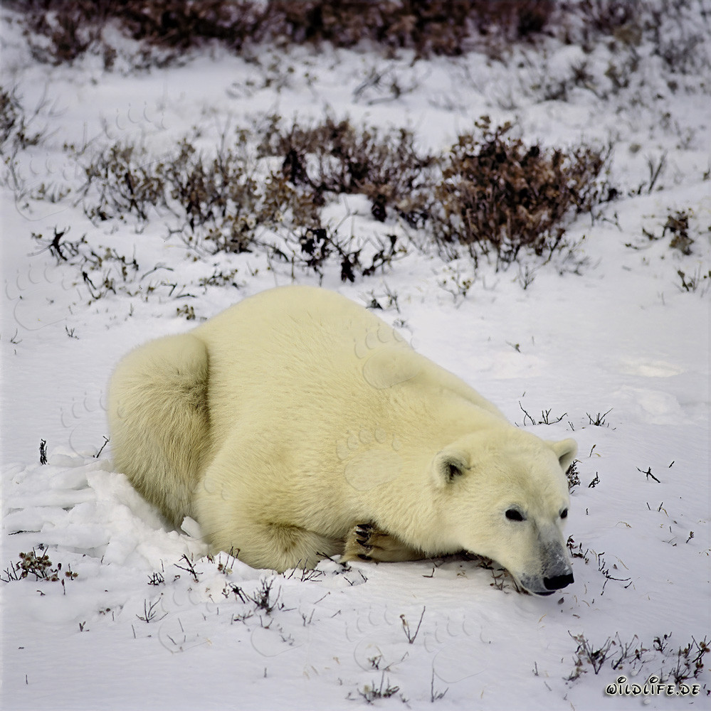 Ein Eisbär entspannt sich im späten Nachmittagslicht