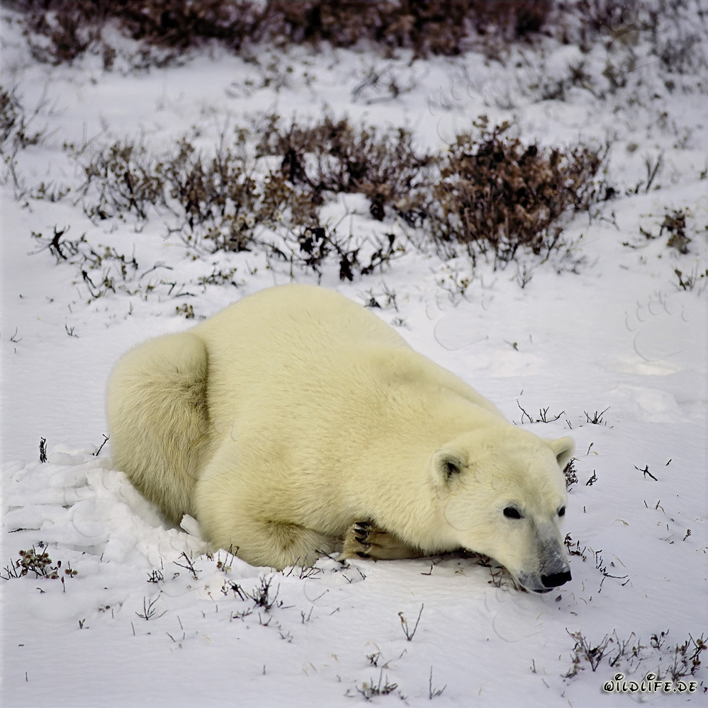 A Polar bear relaxes in the late afternoon light