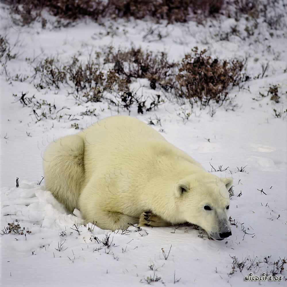 Un oso polar se relaja en la luz de la tarde
