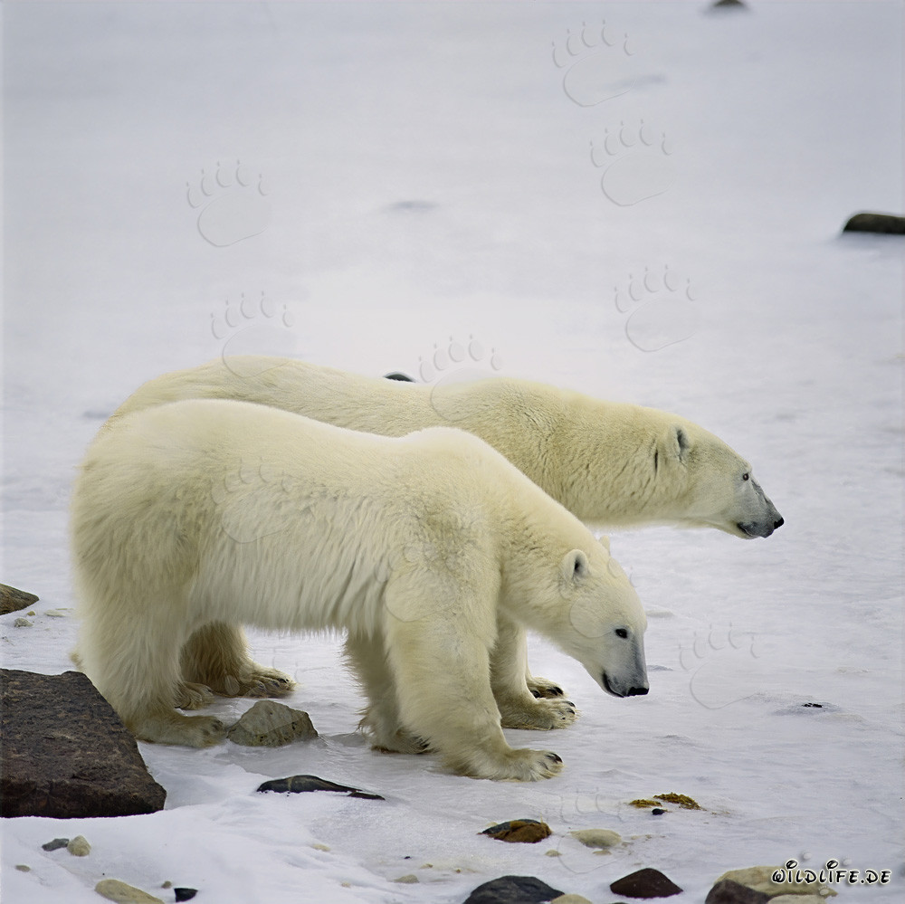 Joven oso polar con su madre en la bahía de Hudson