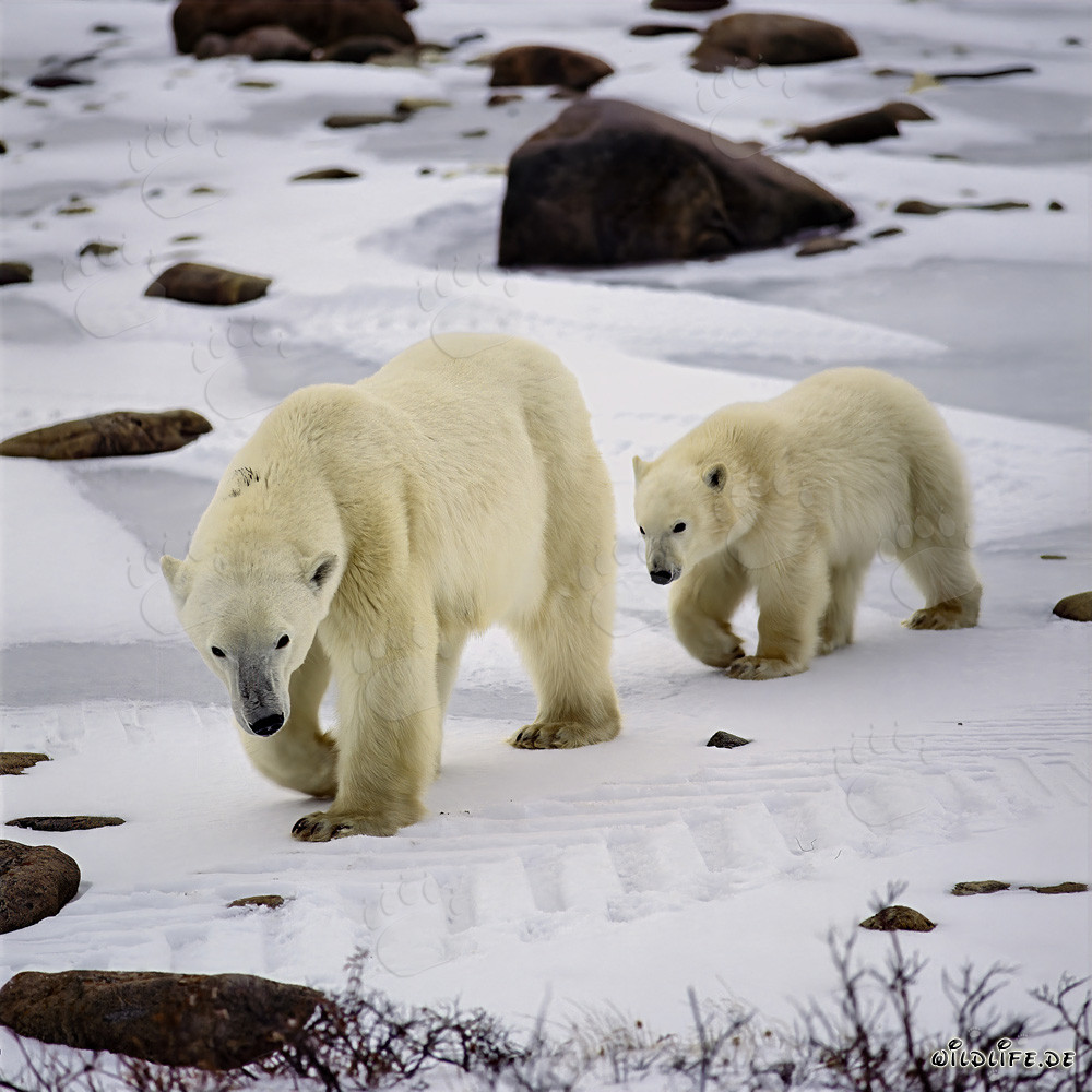 Jeune ourson polaire suit sa mère à travers la toundra arctique