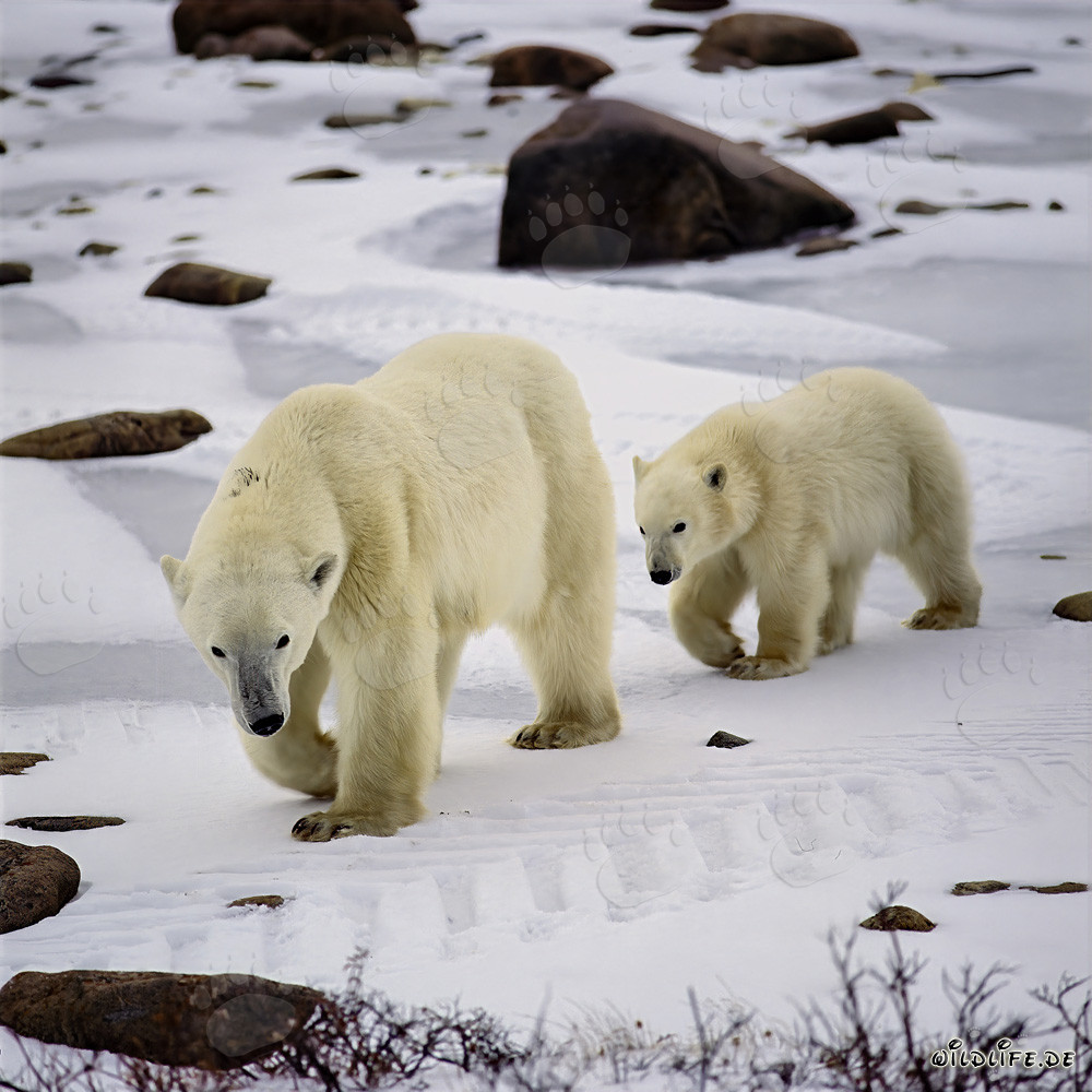 Young Polar Bear cub follows its mother through the Arctic tundra