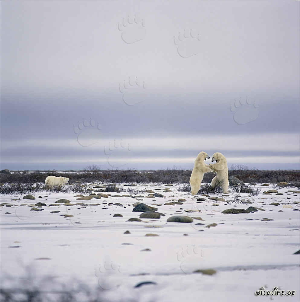 Fighting Polar Bears playing in the icy Hudson Bay