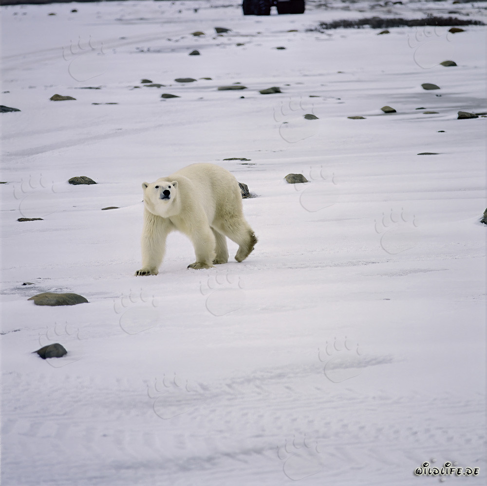 Faszinierender Eisbär erkundet die Hudson Bay Küste