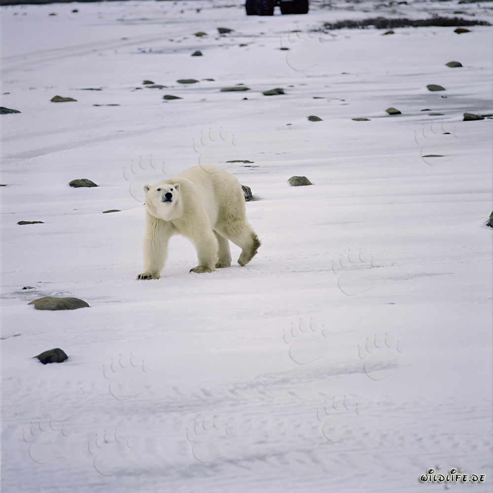 Fascinante oso polar explora la costa de la bahía de Hudson