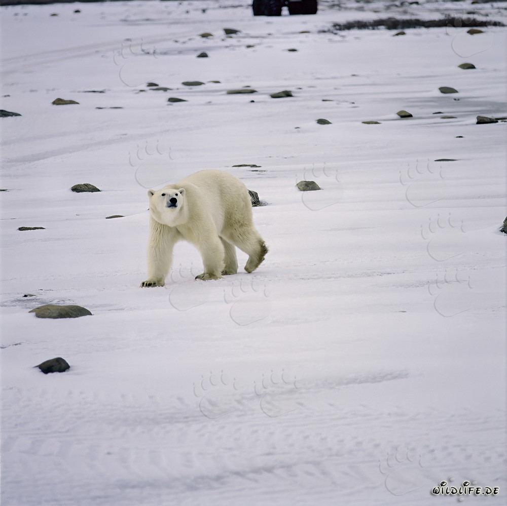Fascinating Polar Bear explores the Hudson Bay coast