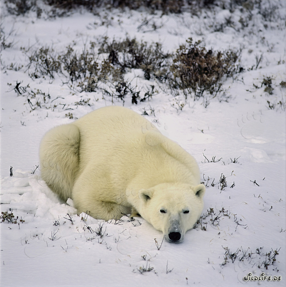 Majestic Polar Bear in the Winter Arctic