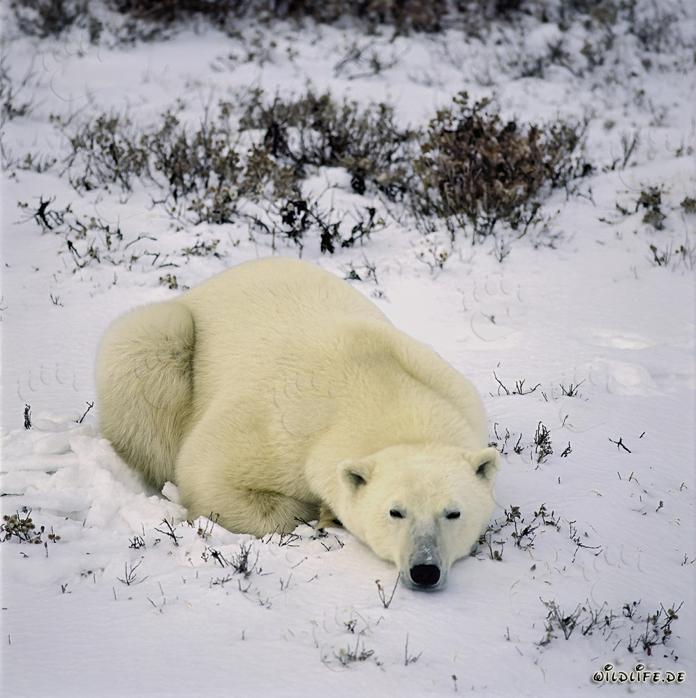 Orso polare maestoso nell'Artico invernale