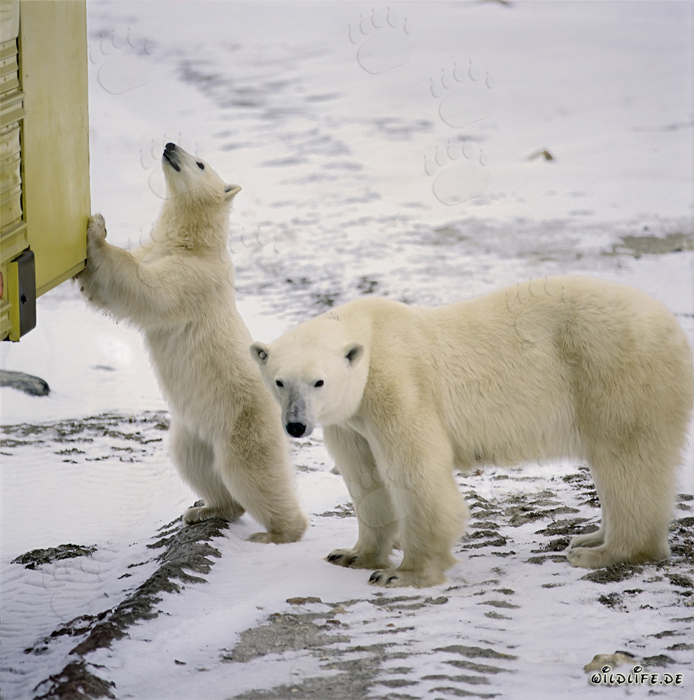 Giovane orso polare scopre curiosamente il Tundra-Buggy a Churchill, Canada