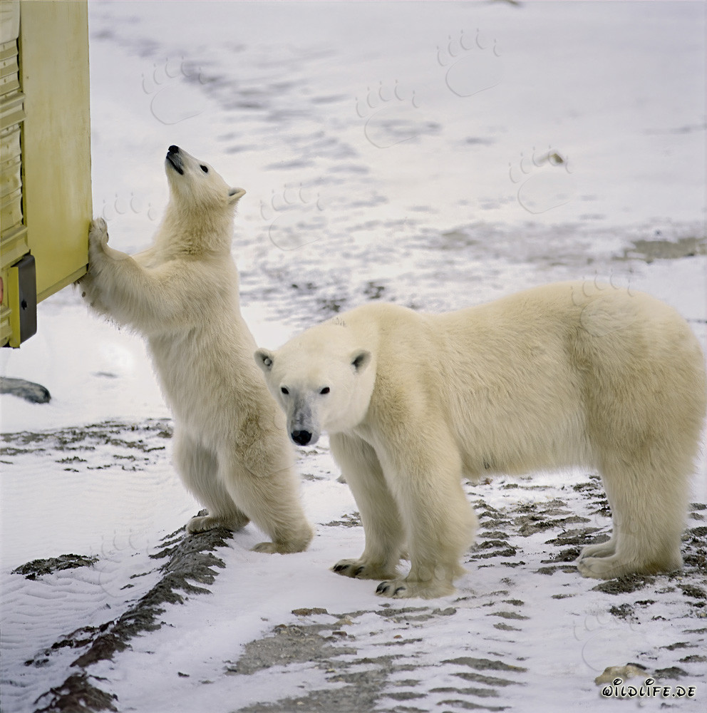 Oso polar joven descubre con curiosidad el Tundra-Buggy en Churchill, Canadá