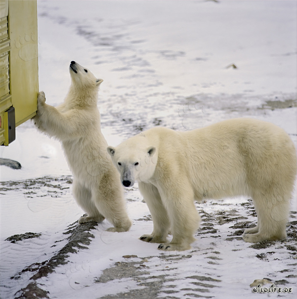Jeune ours polaire découvre curieusement le Tundra-Buggy à Churchill, Canada