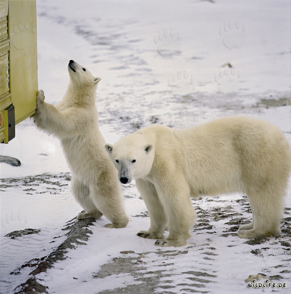 Curious young Polar Bear explores the Tundra Buggy in Churchill, Canada