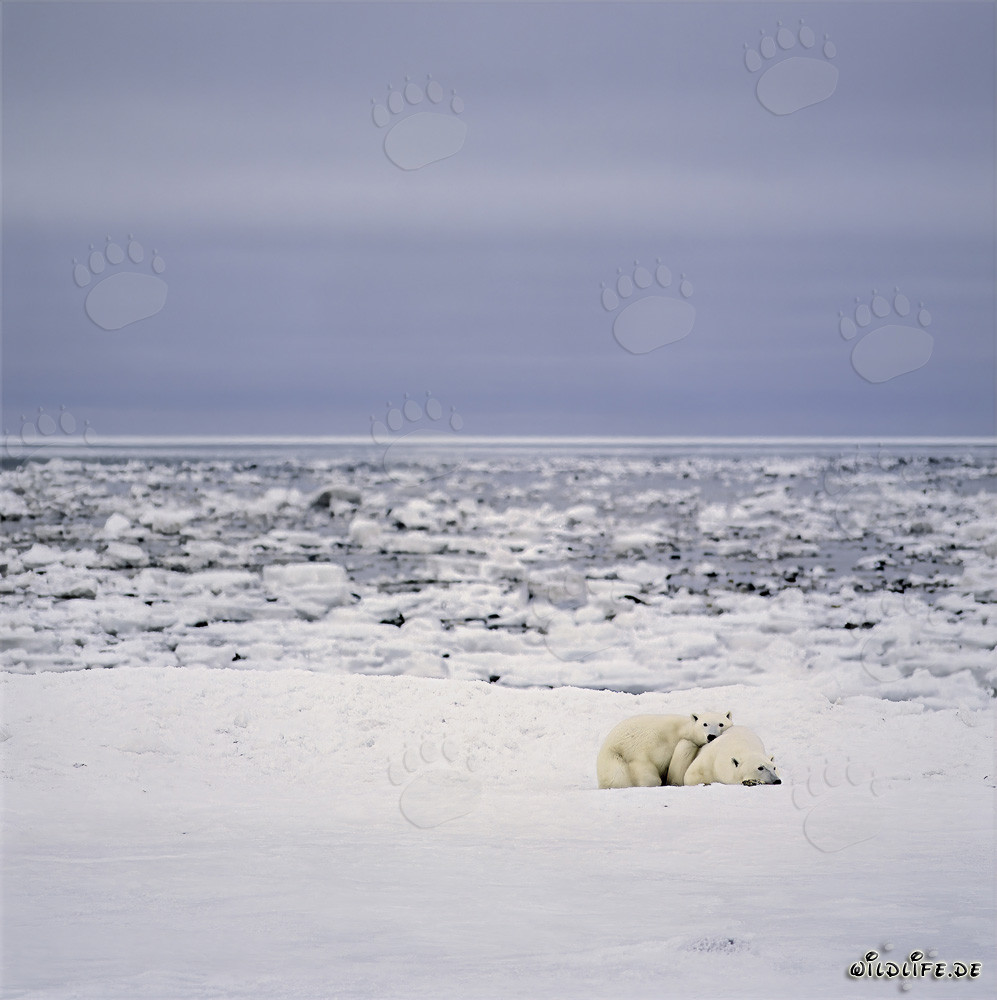 Joven madre oso polar y su descendencia se relajan en la bahía de Hudson