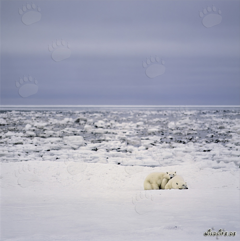 Young Polar Bear Mother and her offspring relaxing at the Hudson Bay