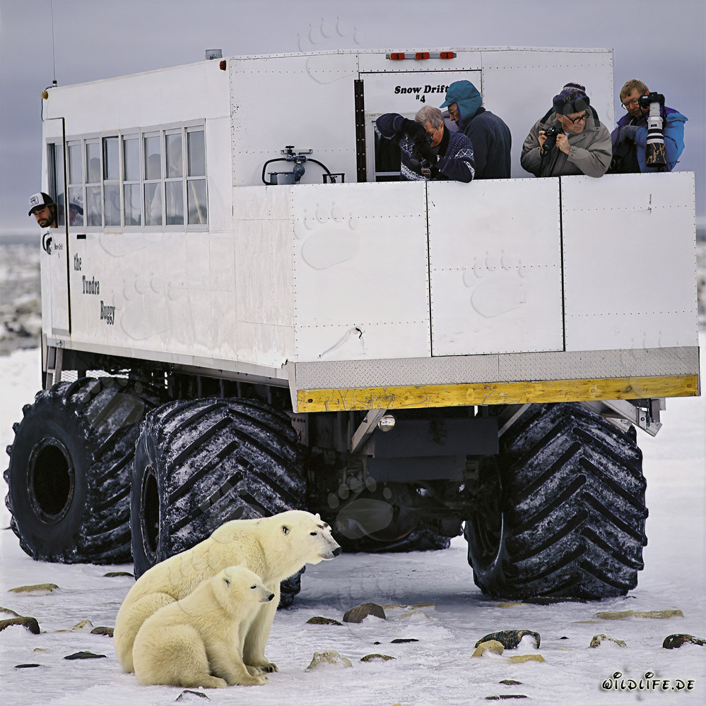 Fascinante famiglia di orsi polari osservata da un Tundra-Buggy e turisti