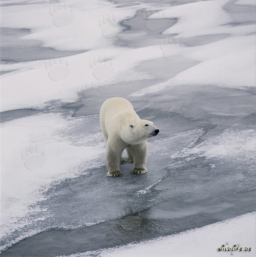 Majestätischer Eisbär an der Küste der Hudson Bay in Kanada