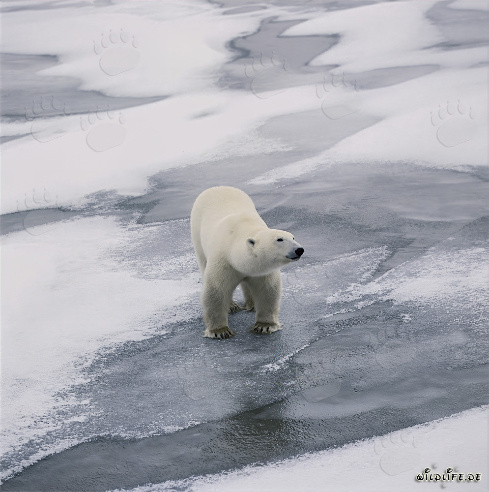 Ours polaire majestueux sur la côte de la baie d'Hudson au Canada