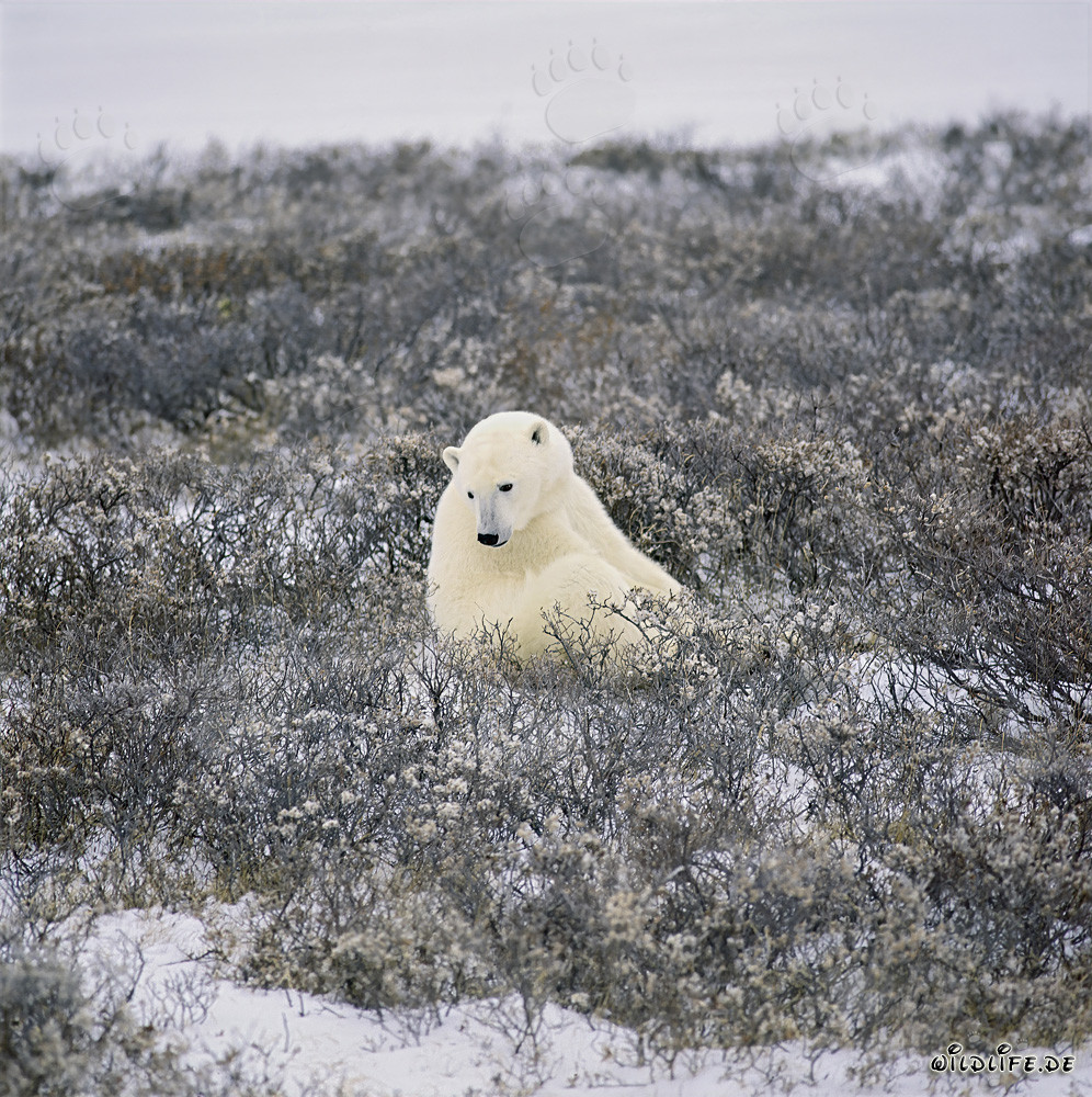 Majestätischer Eisbär in der Küsten Tundra im goldenen Herbstlicht