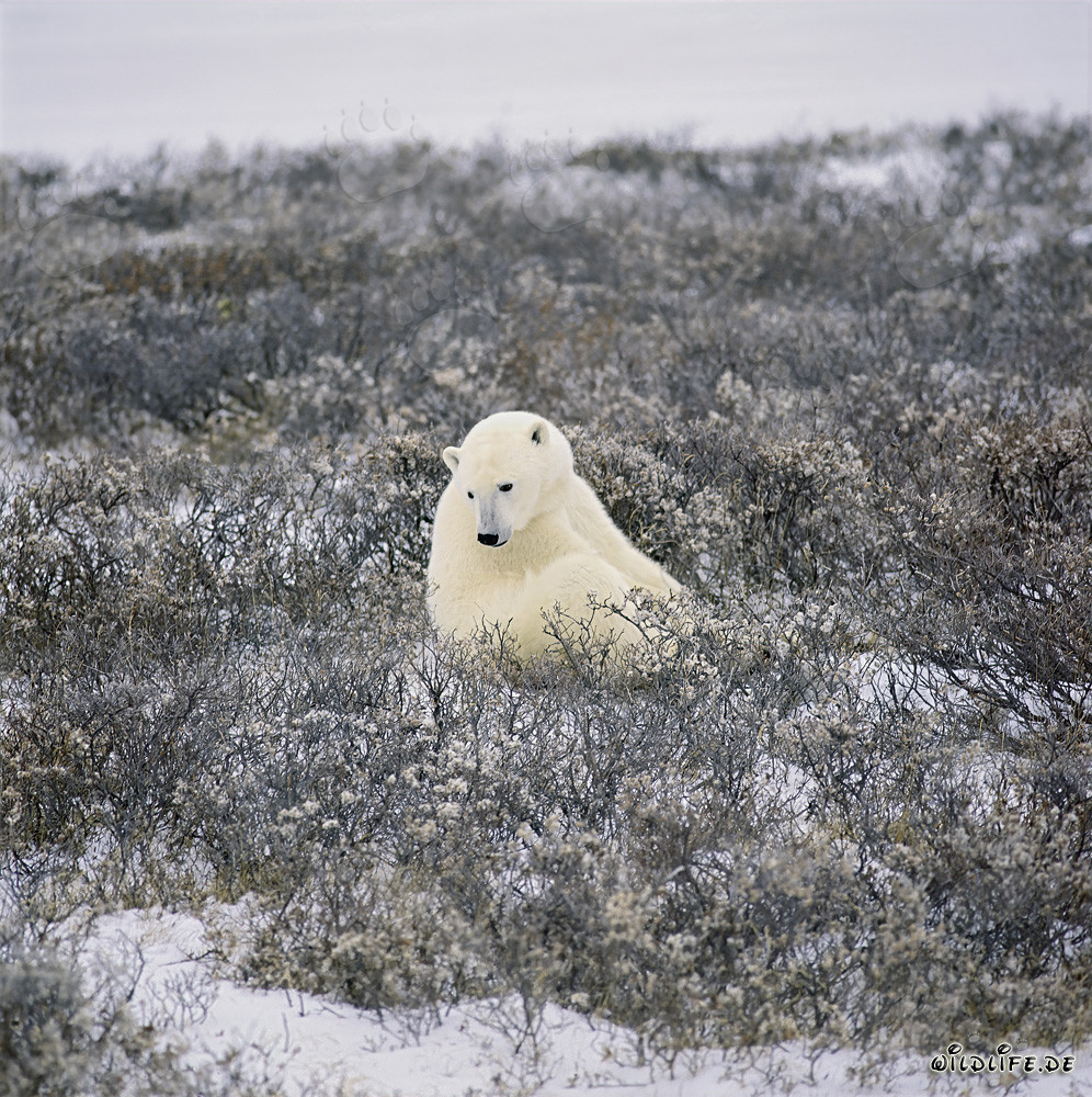 Majestic Polar Bear in the coastal tundra in the golden light of autumn