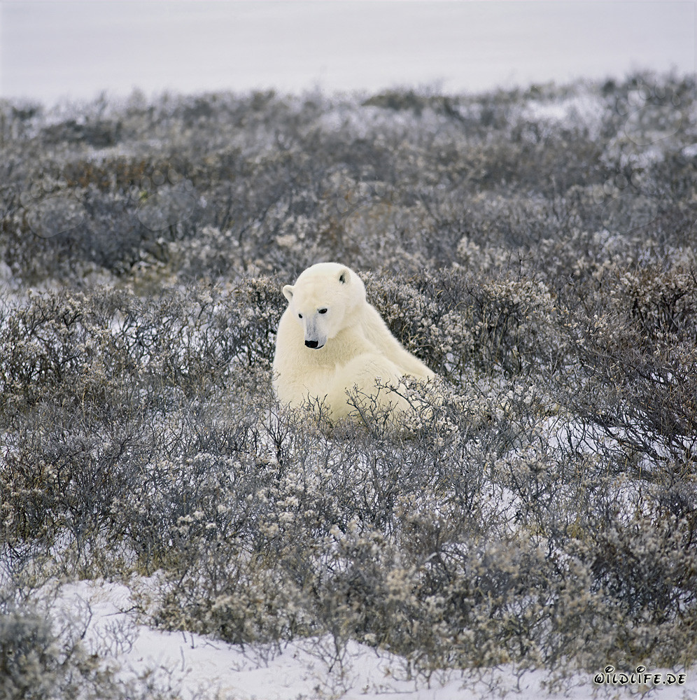 Oso polar majestuoso en la tundra costera bajo la luz dorada del otoño