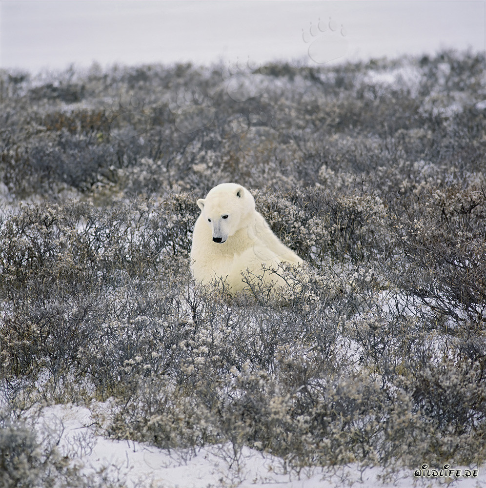 Ours polaire majestueux dans la toundra côtière sous la lumière dorée de l'automne