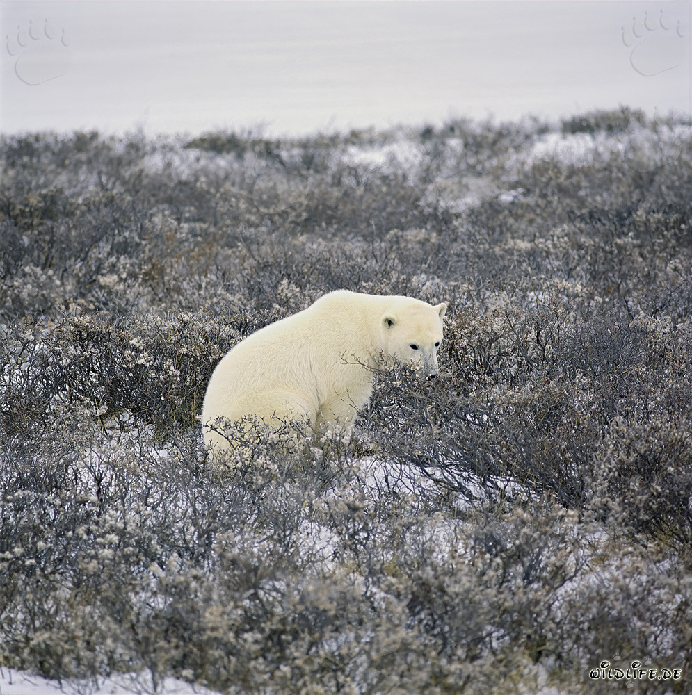 Oso polar en el paisaje de tundra a finales de otoño
