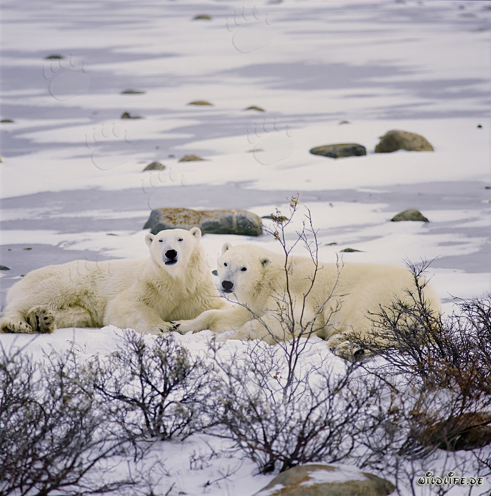 Resting Polar Bears at the Hudson Bay coast