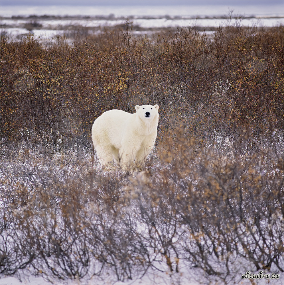 Majestätischer Eisbär in der herbstlichen Tundra an der Hudson Bay