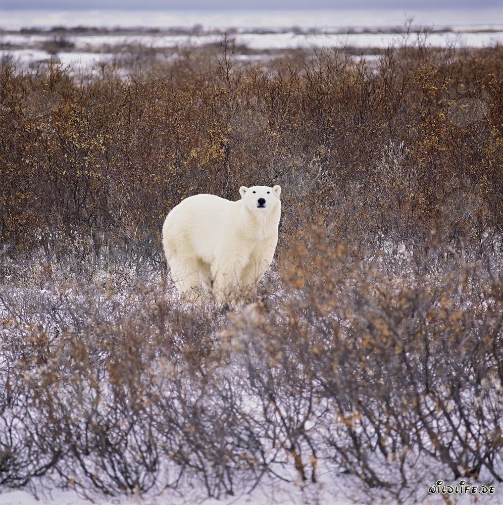 Orso polare maestoso nella tundra autunnale della baia di Hudson