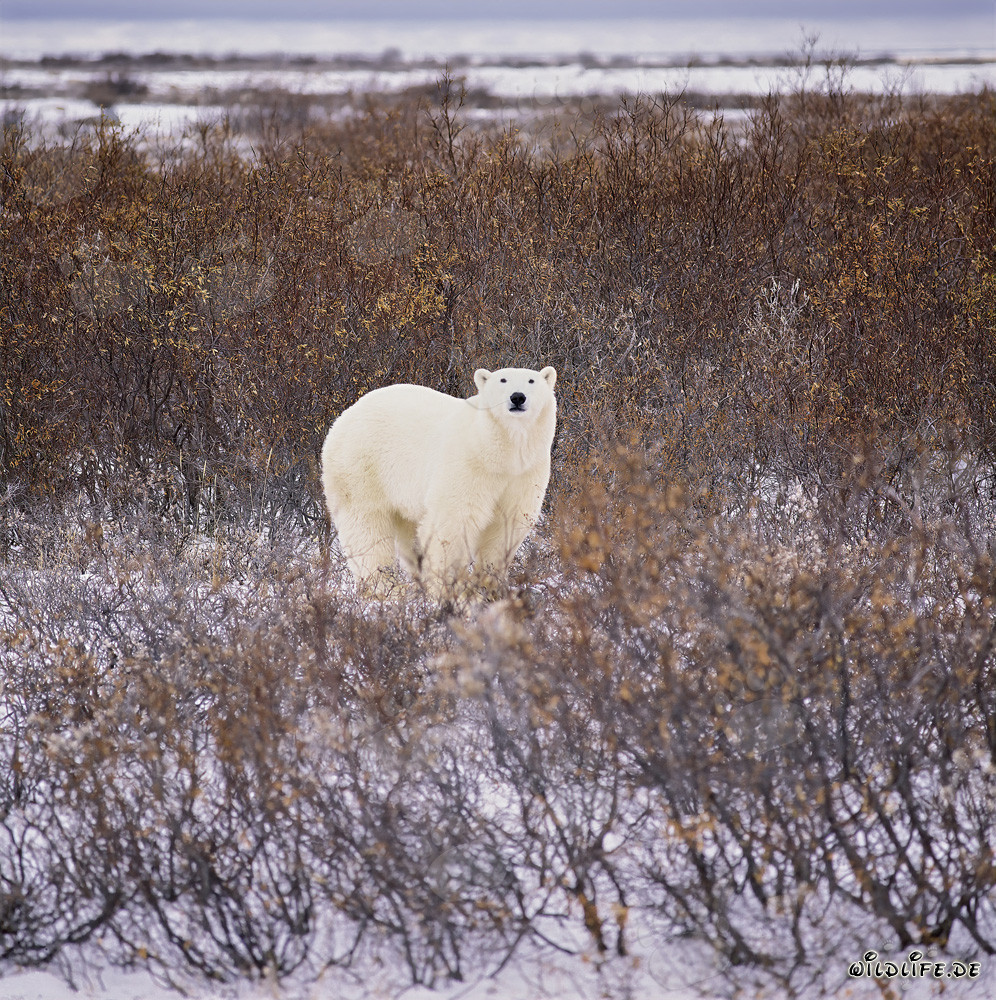 Ours polaire majestueux dans la toundra automnale de la baie d'Hudson