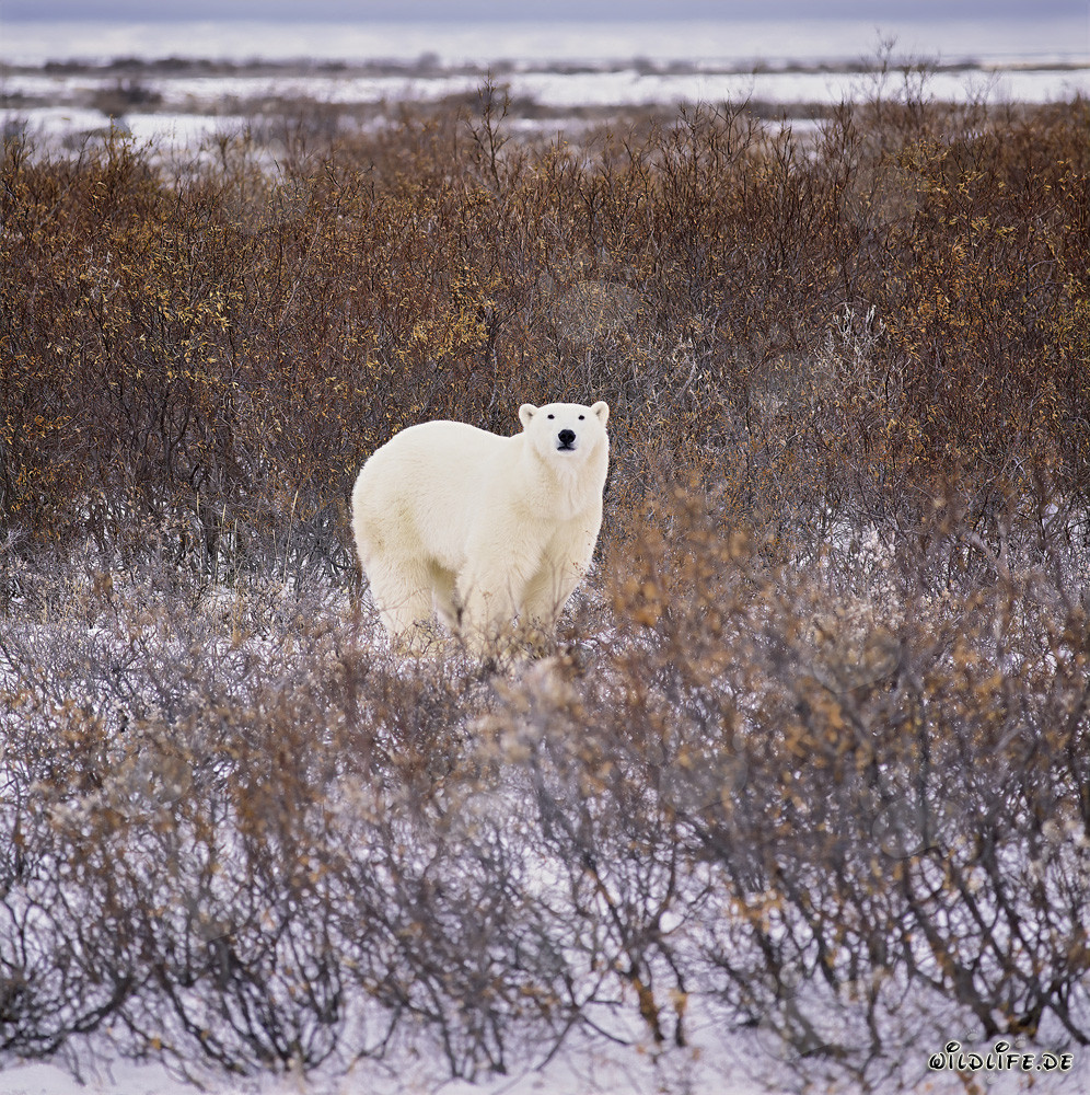 Majestic Polar Bear in the autumnal tundra at the Hudson Bay