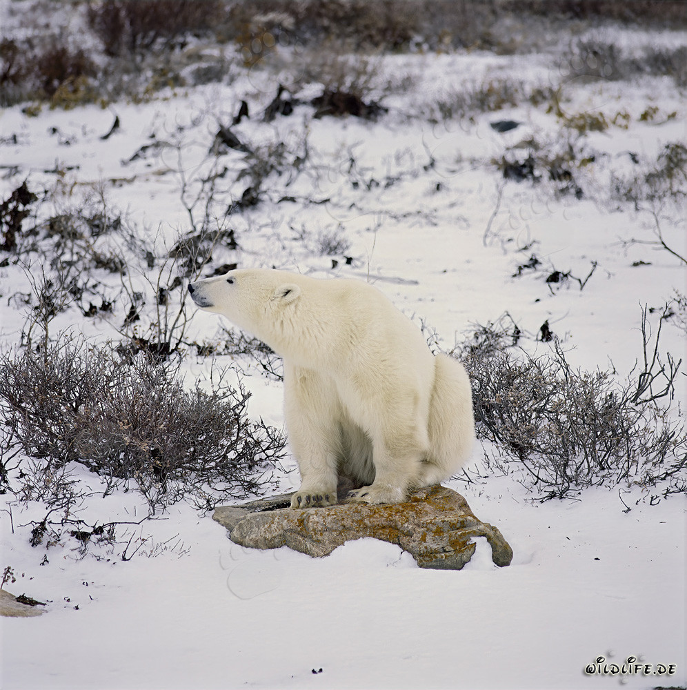 Oso polar majestuoso descansa en una roca cubierta de líquenes