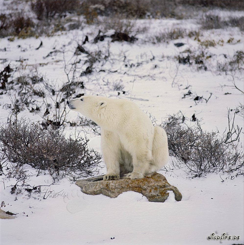 Majestätischer Polarbär ruht auf einem mit Flechten bedeckten Felsen