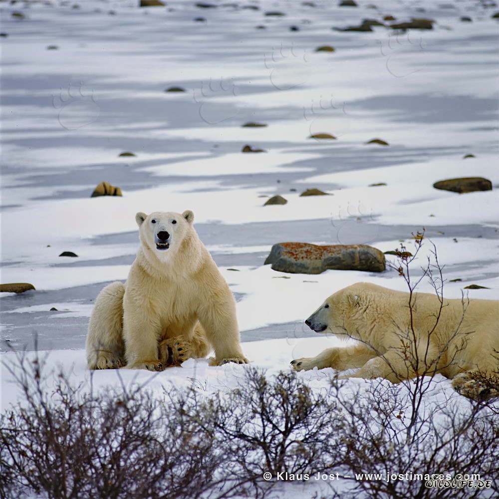 Ruhende Eisbären in der Hudson Bay