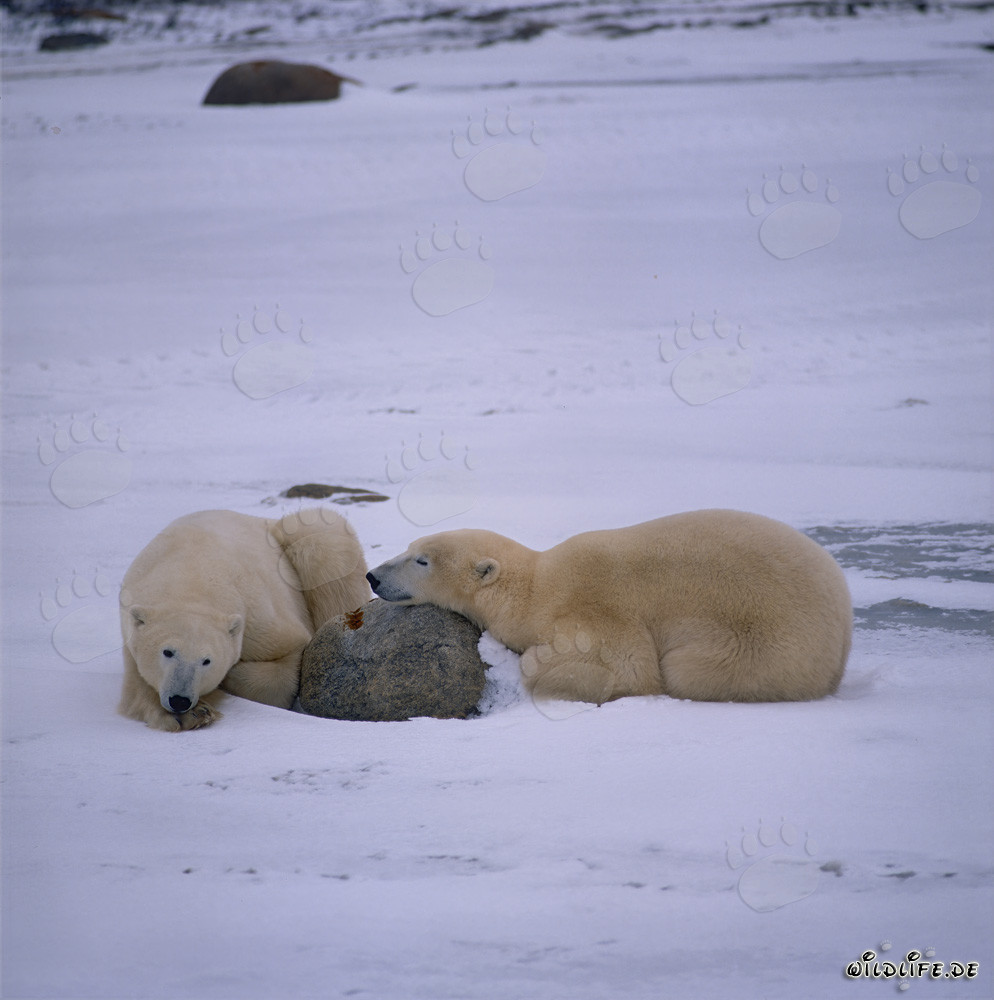 Ours polaires en repos dans la baie d'Hudson au Canada