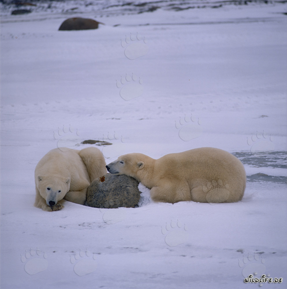 Ruhende Eisbären in der Hudson Bay in Kanada