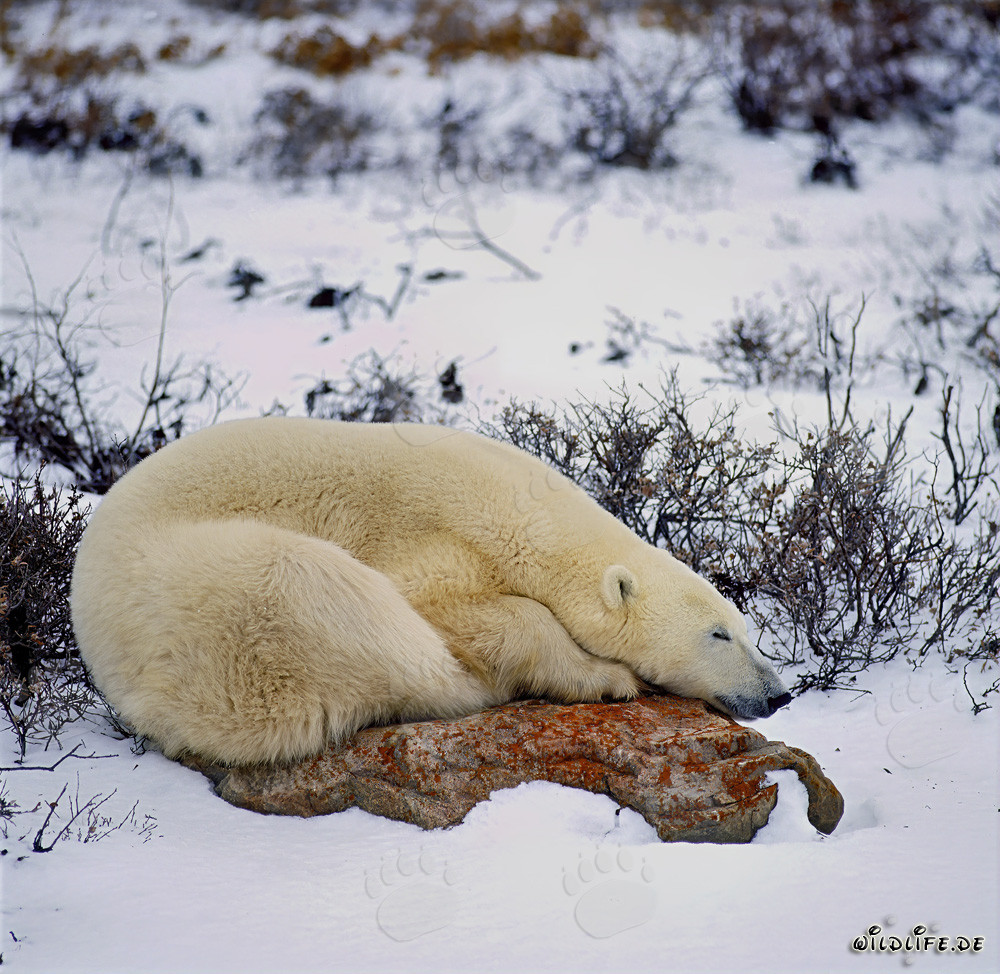 Majestic polar bear resting on a rock at the Hudson Bay