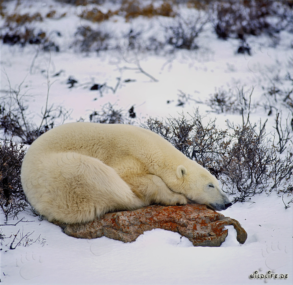 Ours polaire majestueux se repose sur un rocher dans la baie d'Hudson