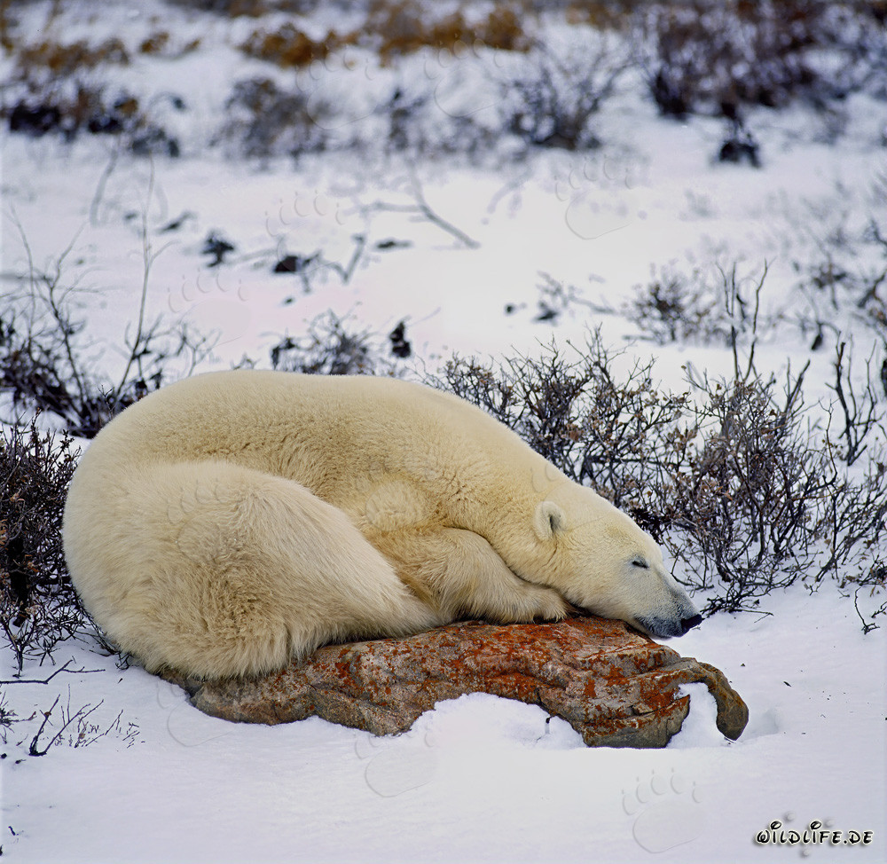 Oso polar majestuoso descansa en una roca en la bahía de Hudson