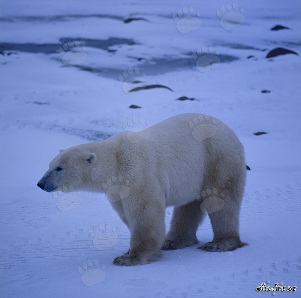 Maestoso orso polare nella baia di Hudson