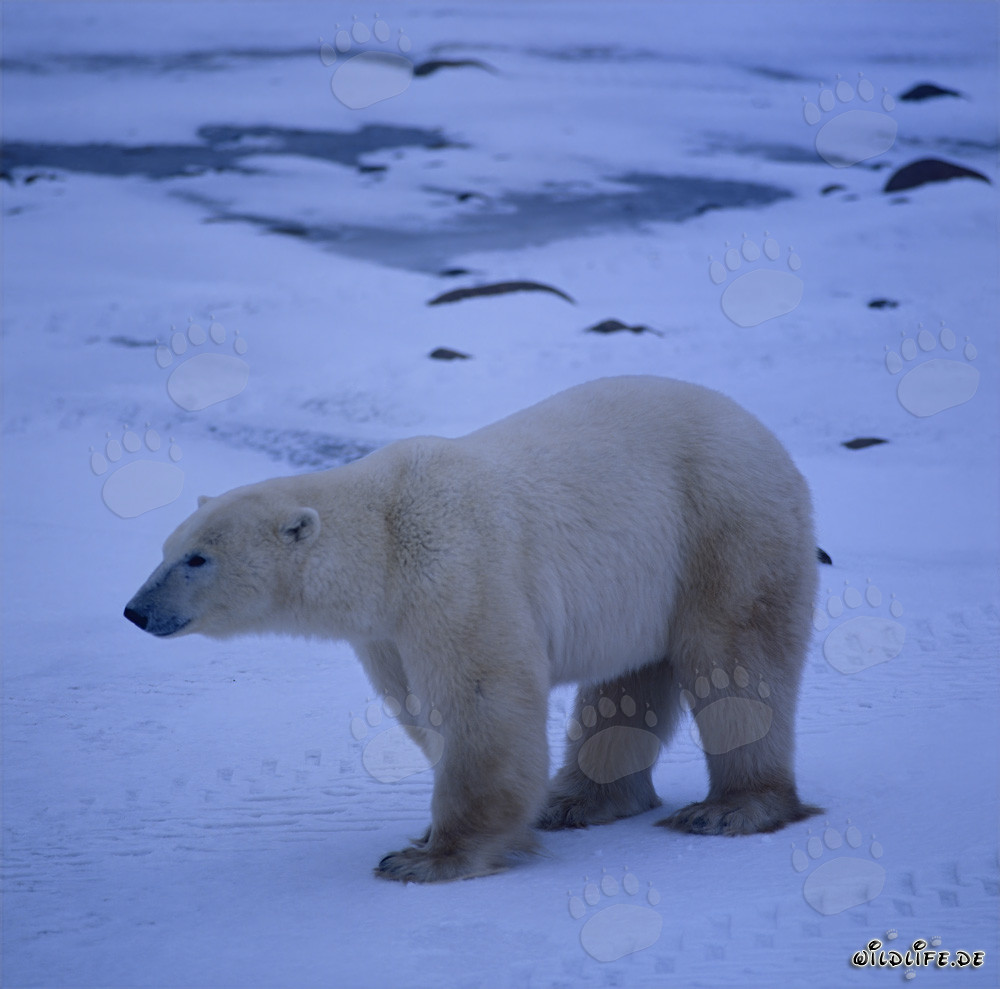 Majestätischer Eisbär in der Hudson Bay