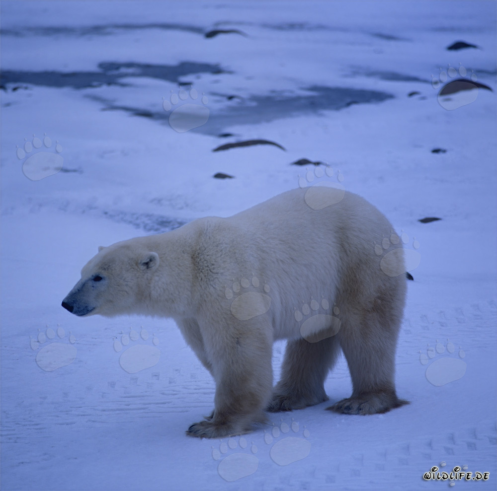 Majestic Polar Bear in the Hudson Bay