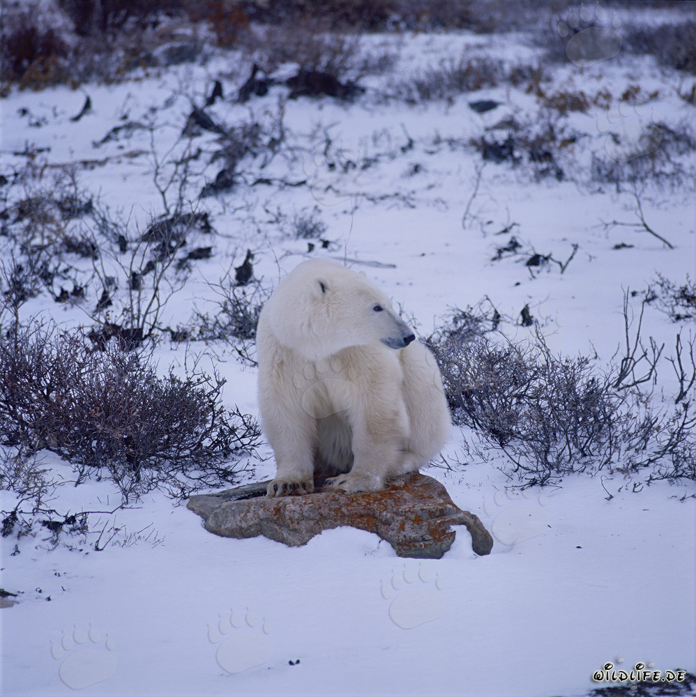 Majestätischer Eisbär ruht auf einem mit Flechten bedeckten Stein in der Hudson Bay