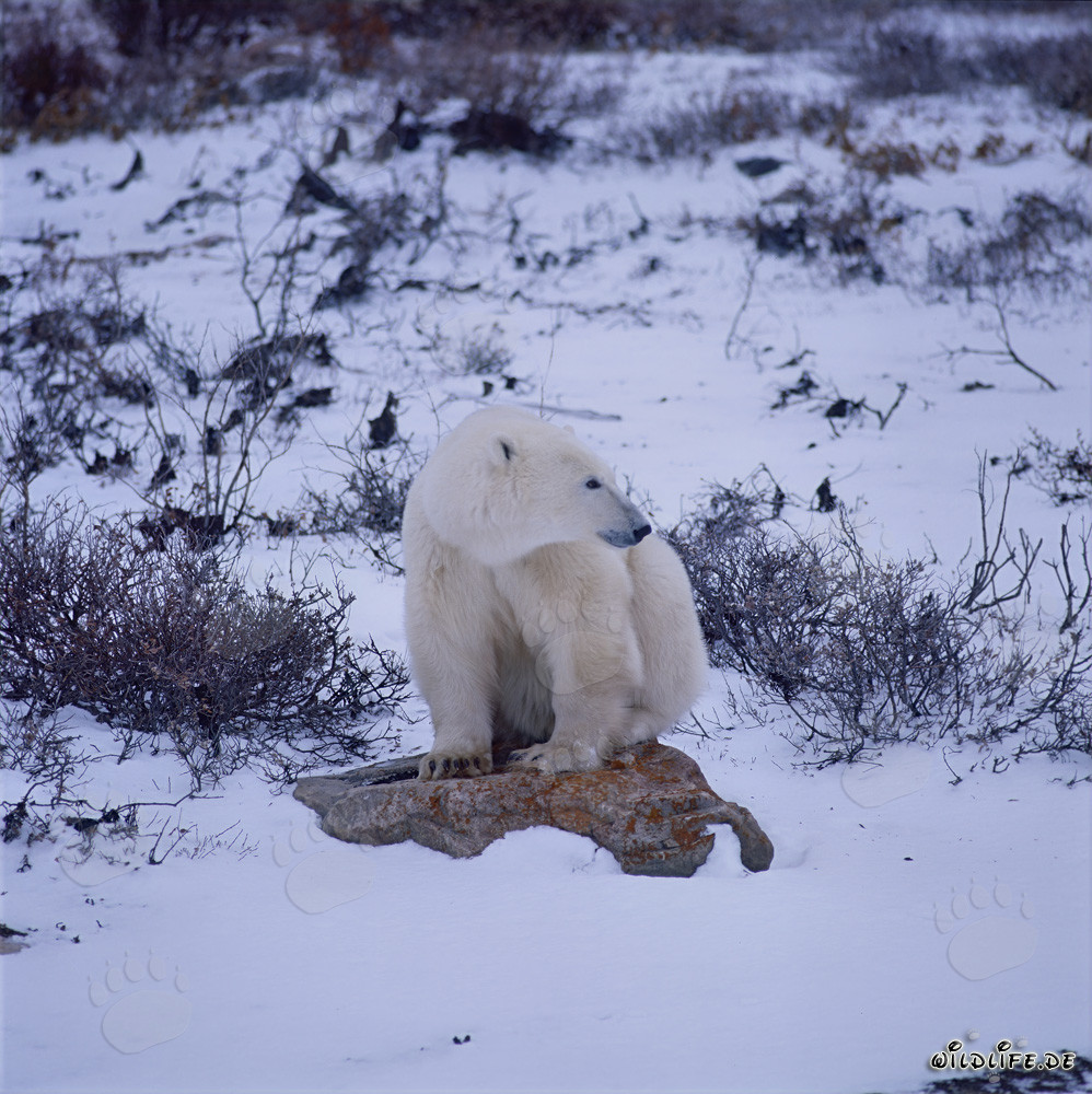 Majestic polar bear resting on a lichen-covered stone in the Hudson Bay