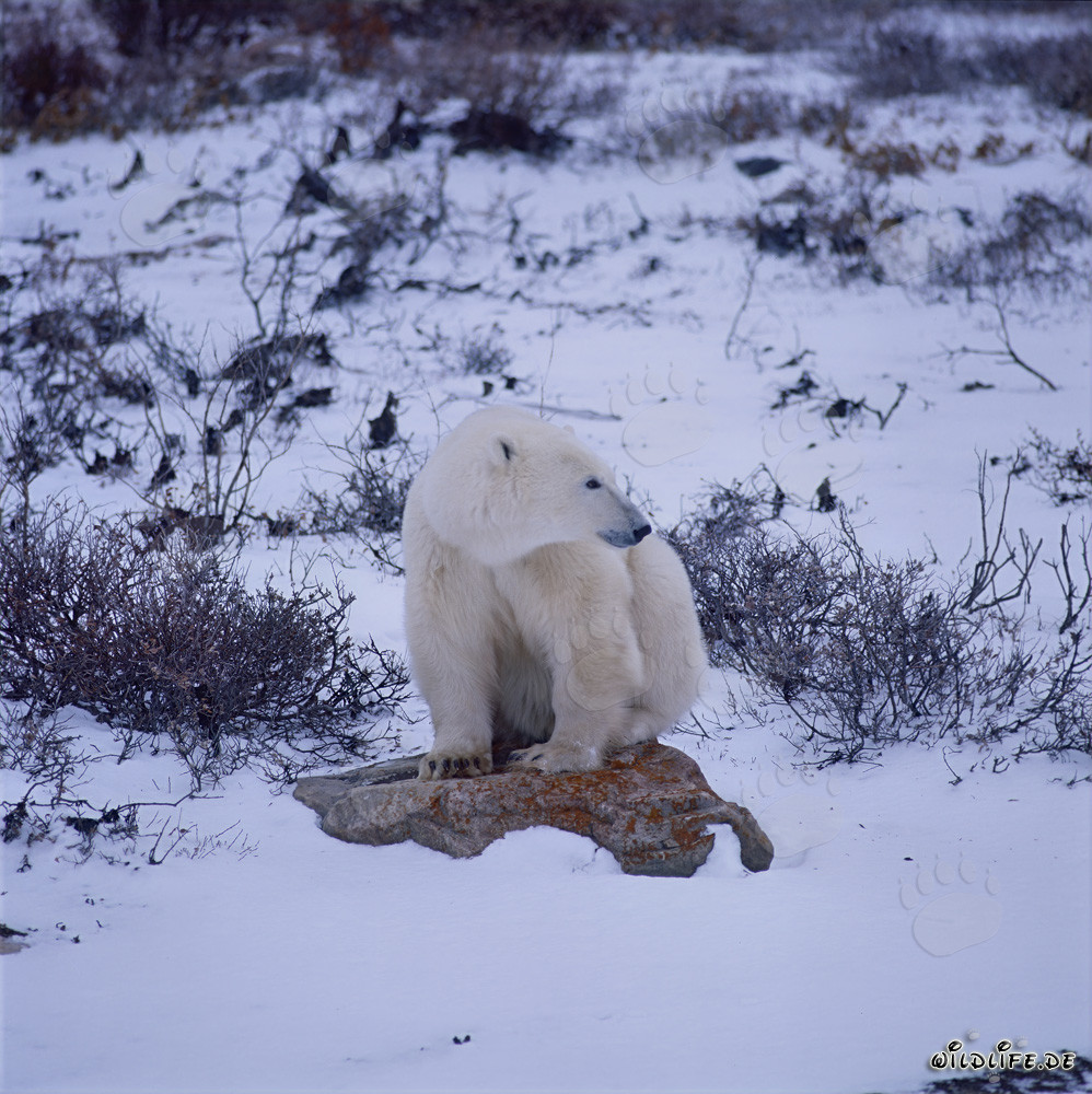 Oso polar majestuoso descansa sobre una roca cubierta de líquenes en la bahía de Hudson