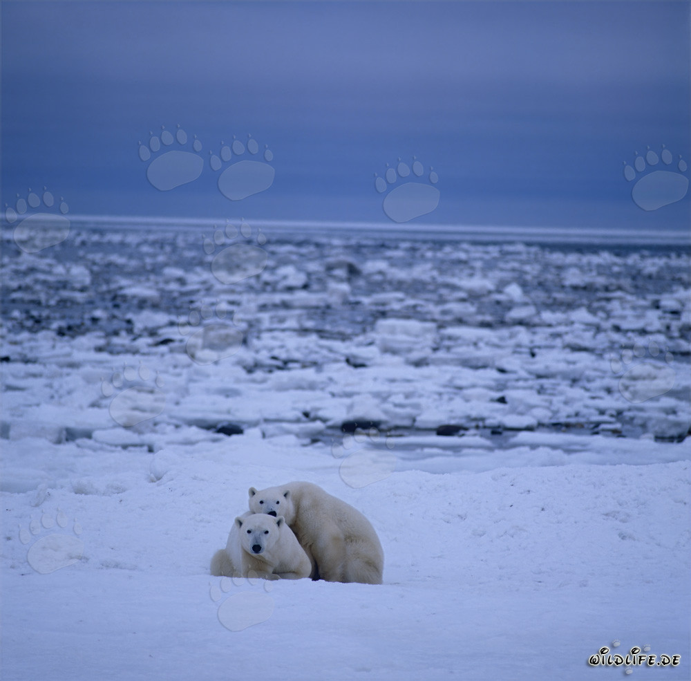 Majestätische Eisbären in der beeindruckenden Hudson Bay