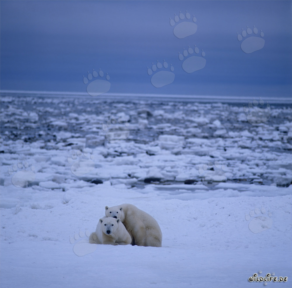 Ours polaires majestueux dans l'impressionnante baie d'Hudson