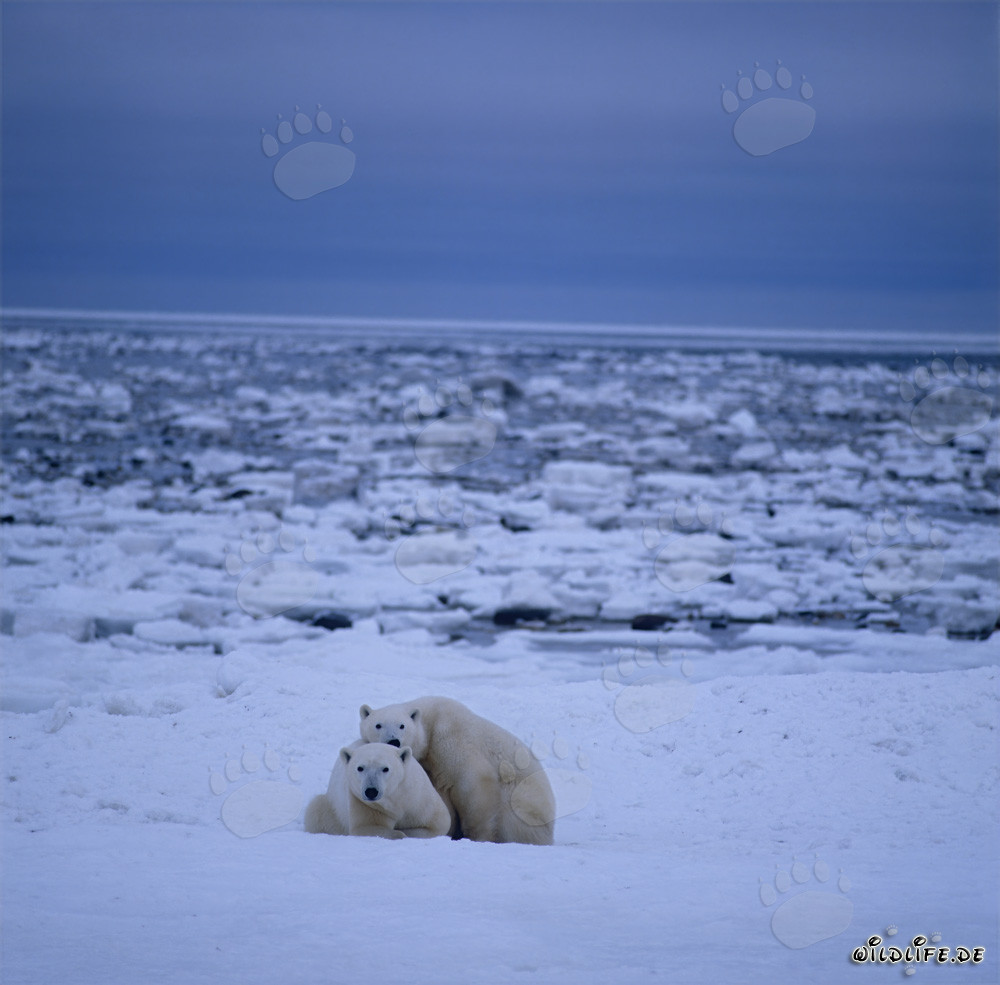 Majestic polar bears in the impressive Hudson Bay