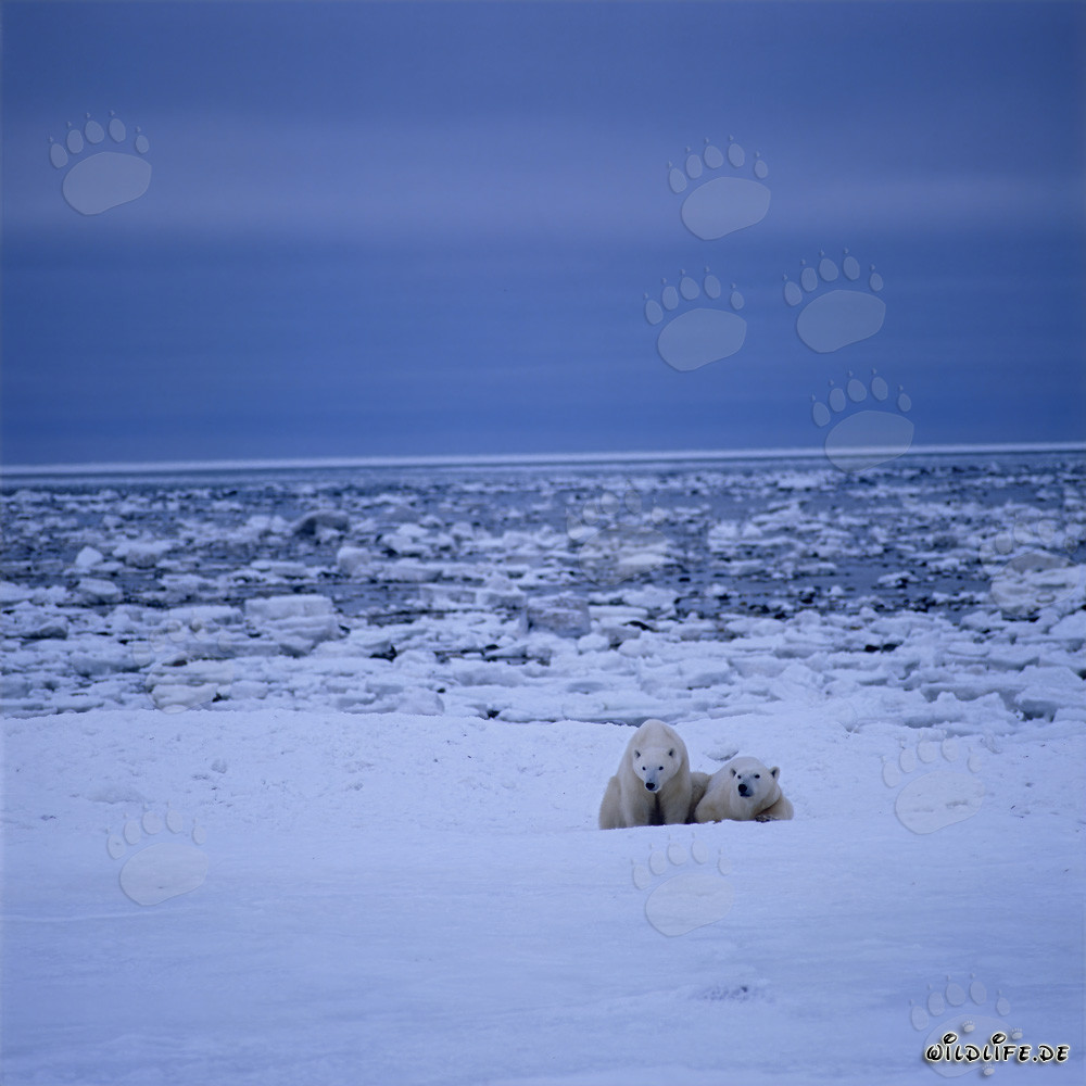Majestic polar bears in the icy Arctic
