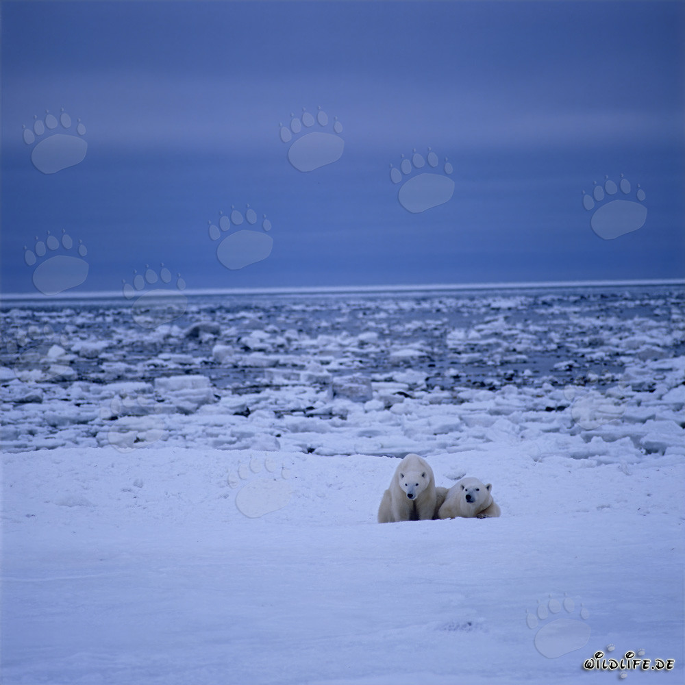 Ours polaires majestueux dans l'Arctique glacial